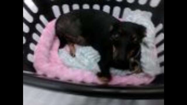 Emergency rescue -Dachshund hit by car