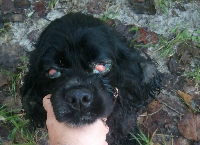 Help me helpfully help this helpless dog.