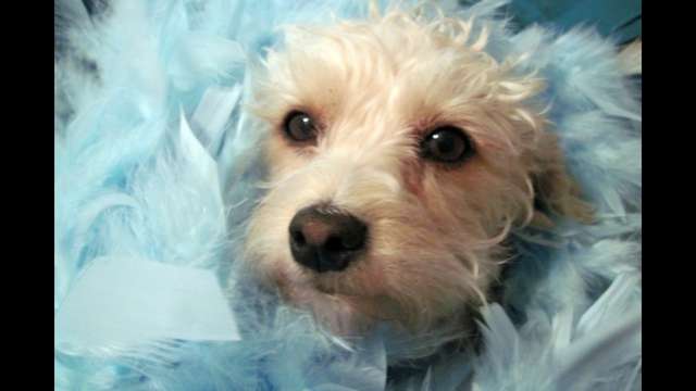 Help Hansee and Helga Bundee!