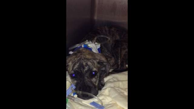 Khaleesi ~ Parvovirus & Pneumonia