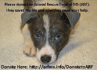 Fundraiser for new ARF of MS shelter