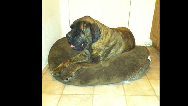 Help Needed for Goliath's Vet Bills