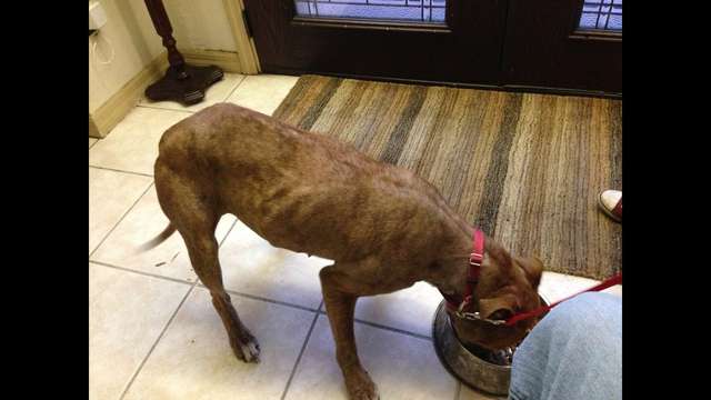 Dixie has stress mange, heart worm positive