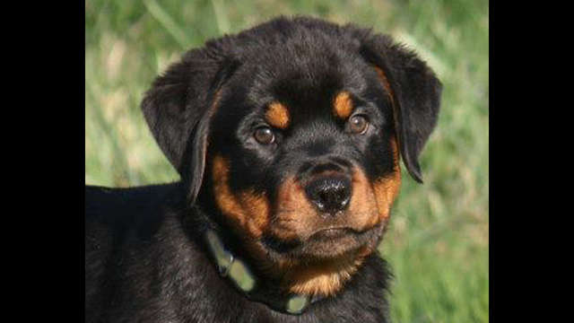 Help stop the pain for a 6 month puppy