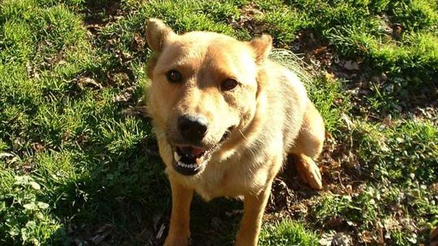 Help Mooshu with HW Treatment Costs & Vet Costs