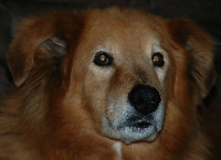 Providing Shelter and Care for Lost Pets