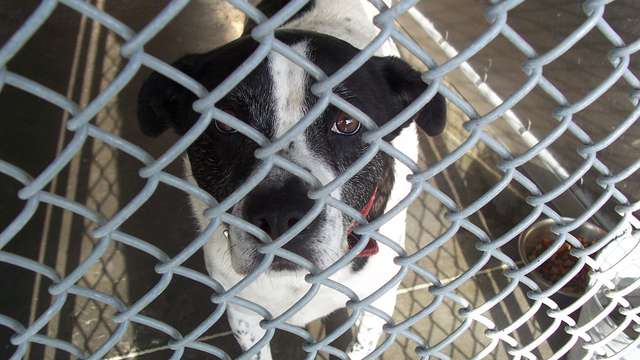 Save Pender County Animal Shelters homeless pets