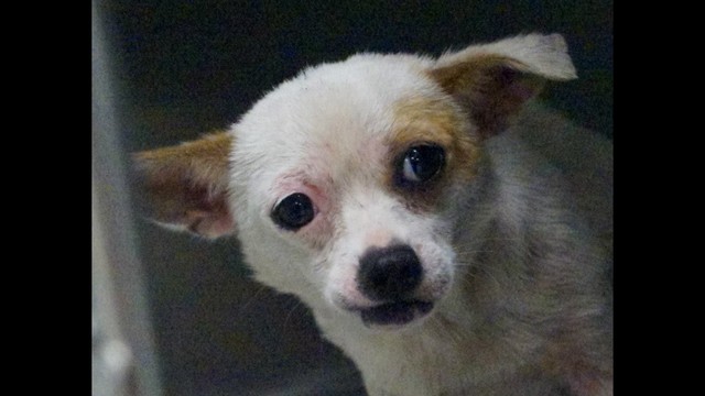 *Donate* Dustin ID20145980 IAS *MED Fund* Urgent