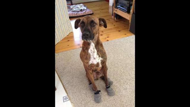 BOY needs your help!