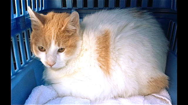 *URGENT* Trooper, the Homeless Kitten!