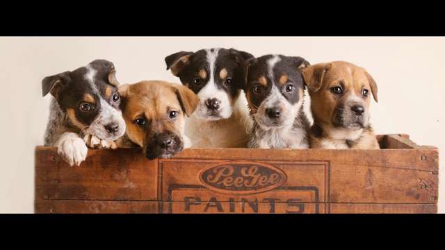 Help Select-A-Rescue's Newest Babies