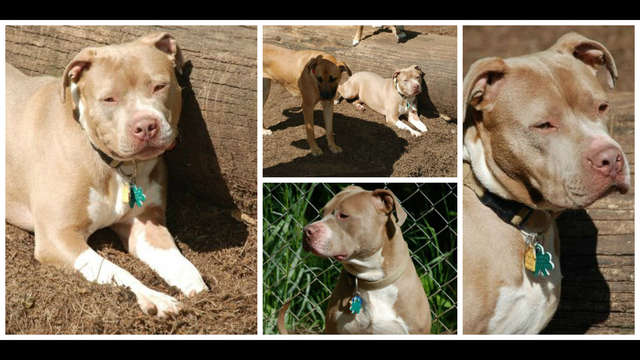 Hans urgently needs donations for boarding fees!