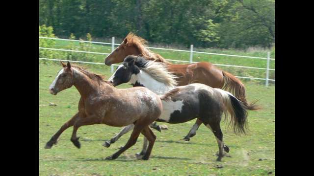 Help is needed for horses in need.