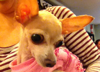TLC for a little chi!