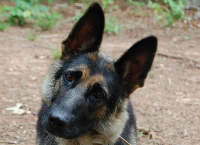 Elizabeth's Heartworm Treatment
