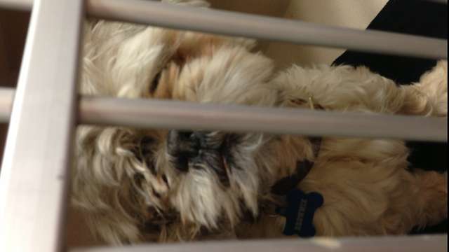Please Help Brownie!