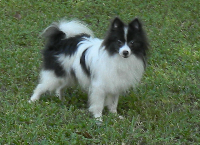 puppymill surrenders