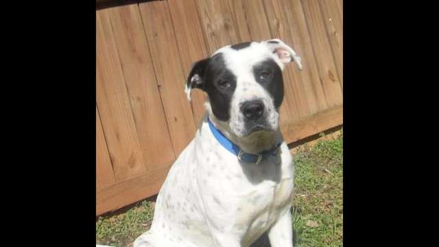 Have a Heart for Big Boy,a Nash County Rescue