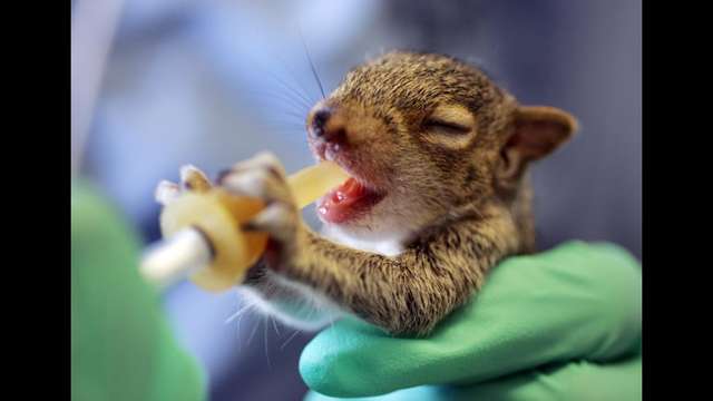 Help Save the Lives of Animals and People