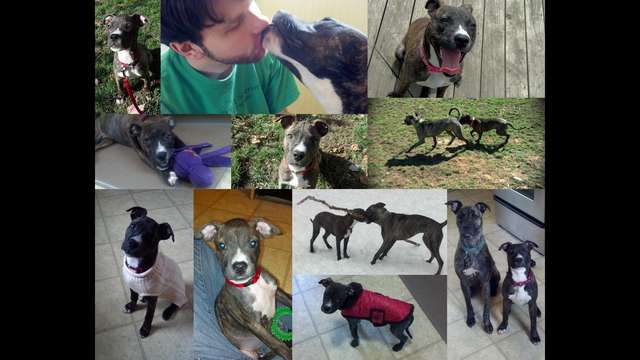 Help Cordelia and other dogs live pain free!