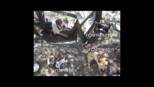 Help these babies see the vet