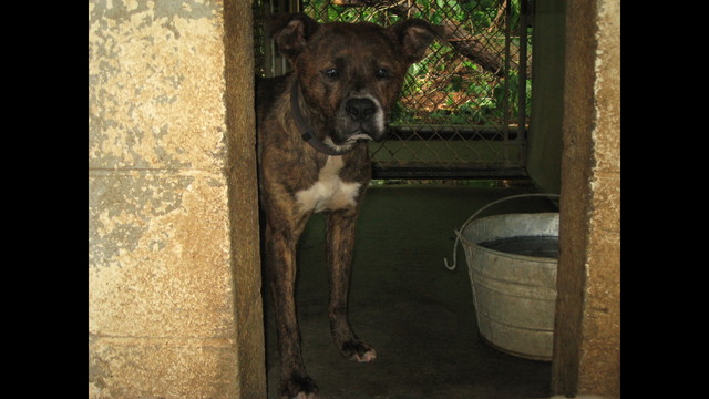 Romeo ( HW Positive)