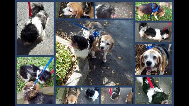 Senior Dogs - owner died of Cancer - Need Vet care
