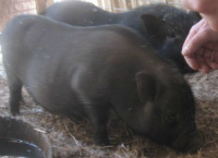 Help Tom Thumb and Thumbelina get home!