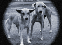 Arkansas No Kill Shelters