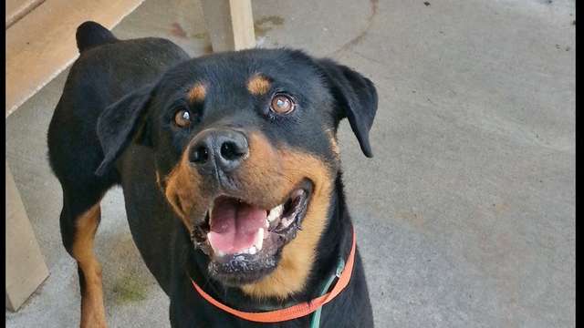 Duke's Vet Bills