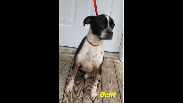 Our boy Bent has rescue
