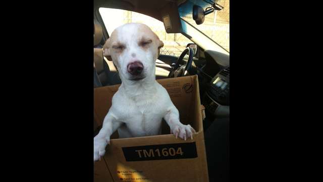 Help Tails Raise Money for Mac's eye surgery