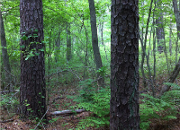 Master Naturalist I Fundraising Challenge