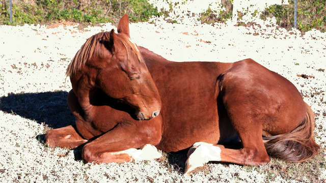 ReHab Neglected & Abused Horses