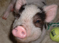 Wanna Sponsor Squigly and His 3 Pigmates?