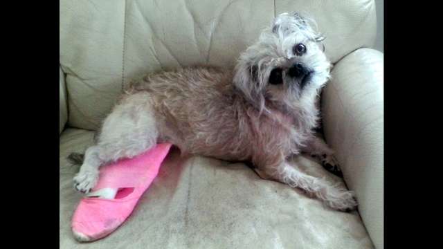 PENNY HIT BY CAR! NEEDS SURGERY 2 SAVE HER LEG!