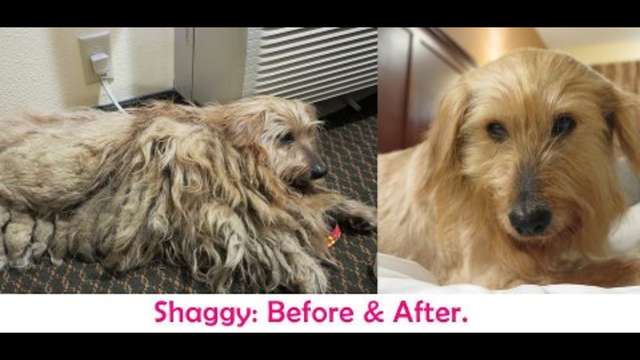 Shaggy - the 3 Fountains Dog - Rescue & Vetting