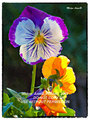 Pansy-a12x16