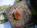P8230733_thumb
