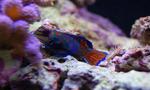 Dsc_0381_thumb