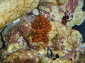 P9150974_thumb