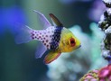 221_pajamacardinalsmallgeckopsu_thumb