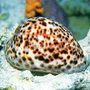 Th-79596-snail_thumb
