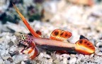 Flamingprawngoby3_thumb