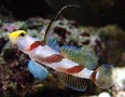 Yellownoseprawngoby_thumb
