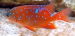 Garibaldijuvenile_thumb
