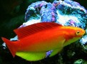 Flamewrasse40_thumb