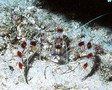 Shrimpcoralbanded1_thumb