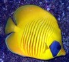 Butterflysemilarvatus1_thumb