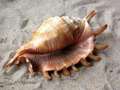 Spiderconch2_thumb